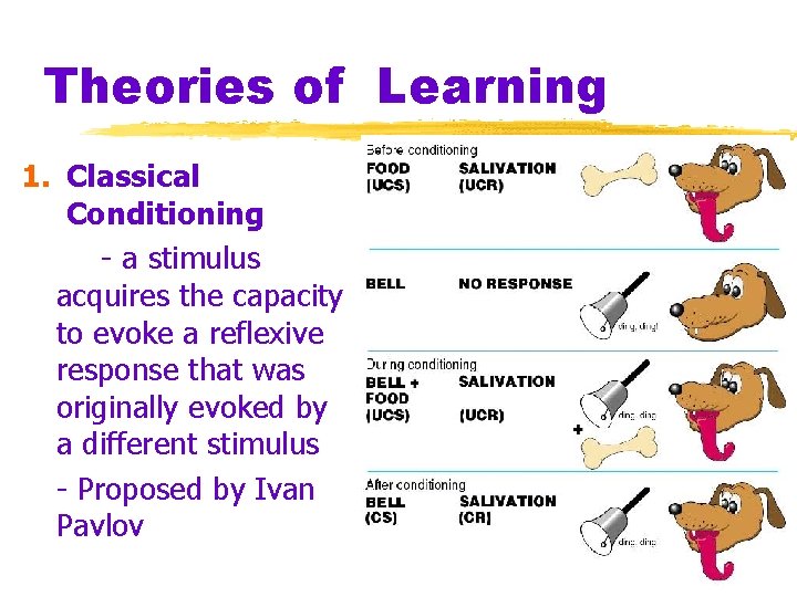 Theories of Learning 1. Classical Conditioning - a stimulus acquires the capacity to evoke