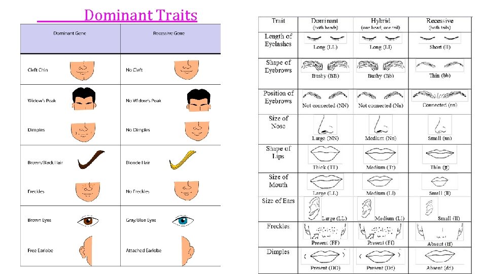 Dominant Traits 