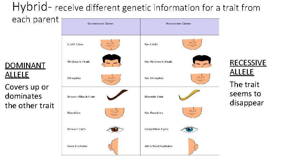 Hybrid- receive different genetic information for a trait from each parent DOMINANT ALLELE Covers