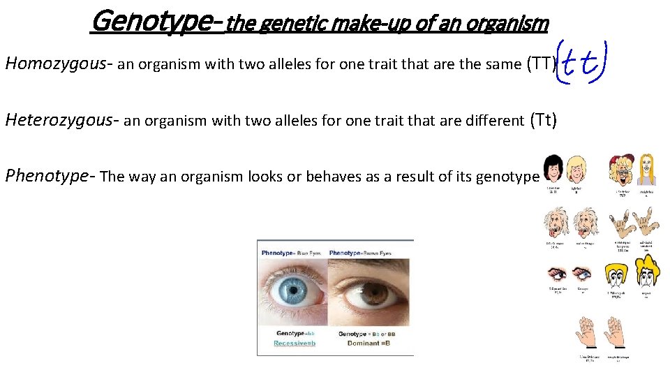 Genotype- the genetic make-up of an organism Homozygous- an organism with two alleles for