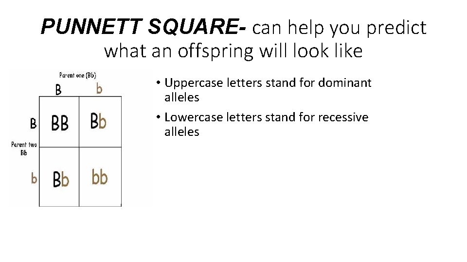 PUNNETT SQUARE- can help you predict what an offspring will look like • Uppercase