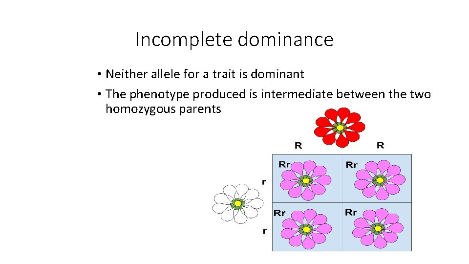 Incomplete dominance • Neither allele for a trait is dominant • The phenotype produced