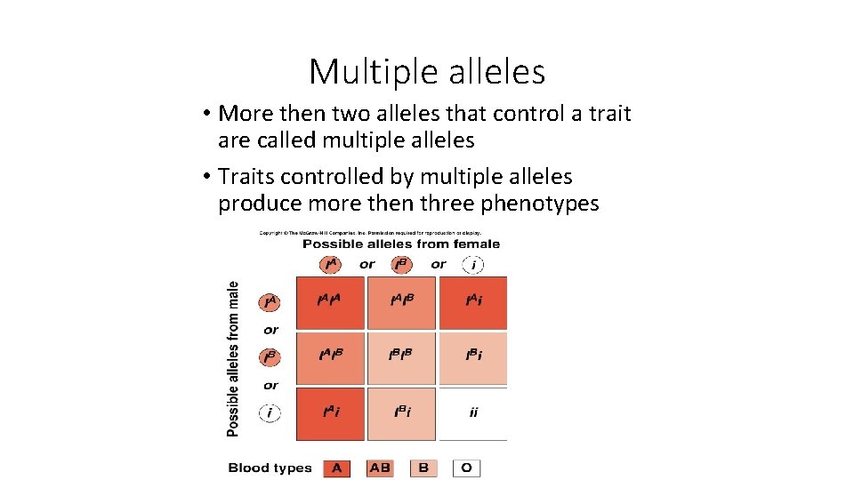 Multiple alleles • More then two alleles that control a trait are called multiple