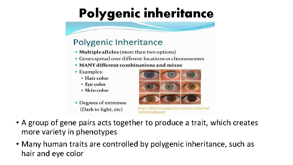 Polygenic inheritance • A group of gene pairs acts together to produce a trait,