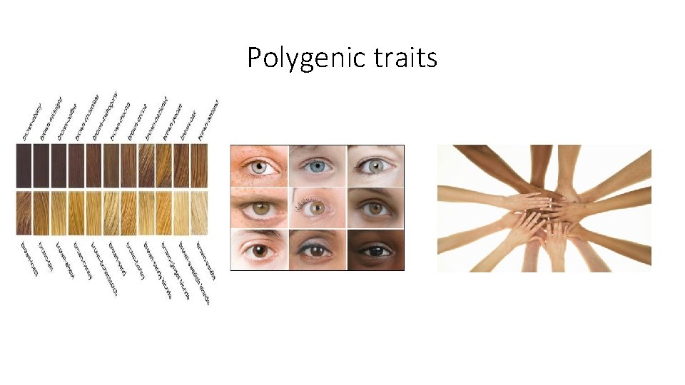 Polygenic traits 