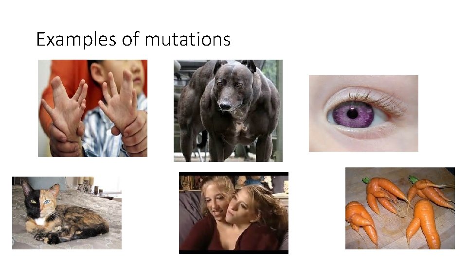 Examples of mutations 