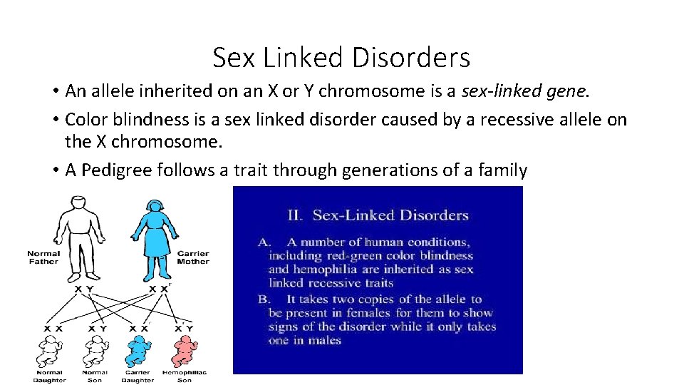 Sex Linked Disorders • An allele inherited on an X or Y chromosome is