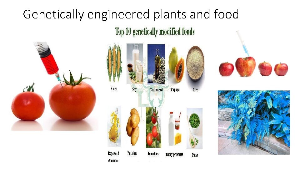 Genetically engineered plants and food 
