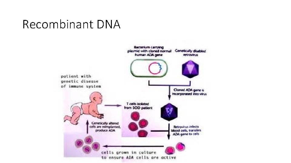 Recombinant DNA 