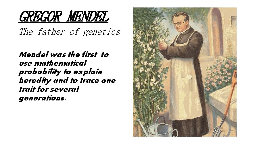 GREGOR MENDEL The father of genetics Mendel was the first to use mathematical probability