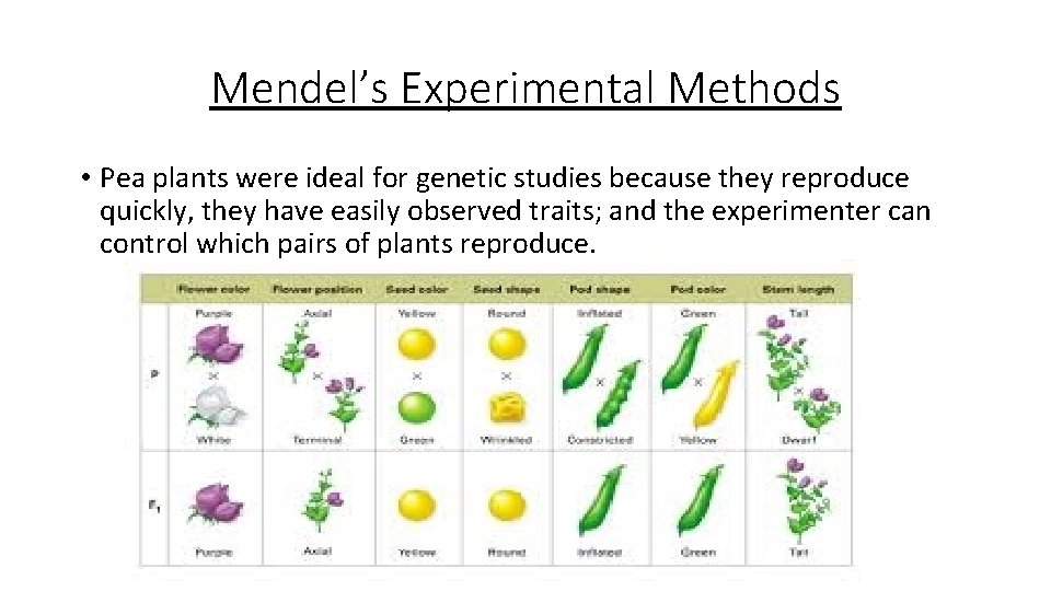 Mendel’s Experimental Methods • Pea plants were ideal for genetic studies because they reproduce