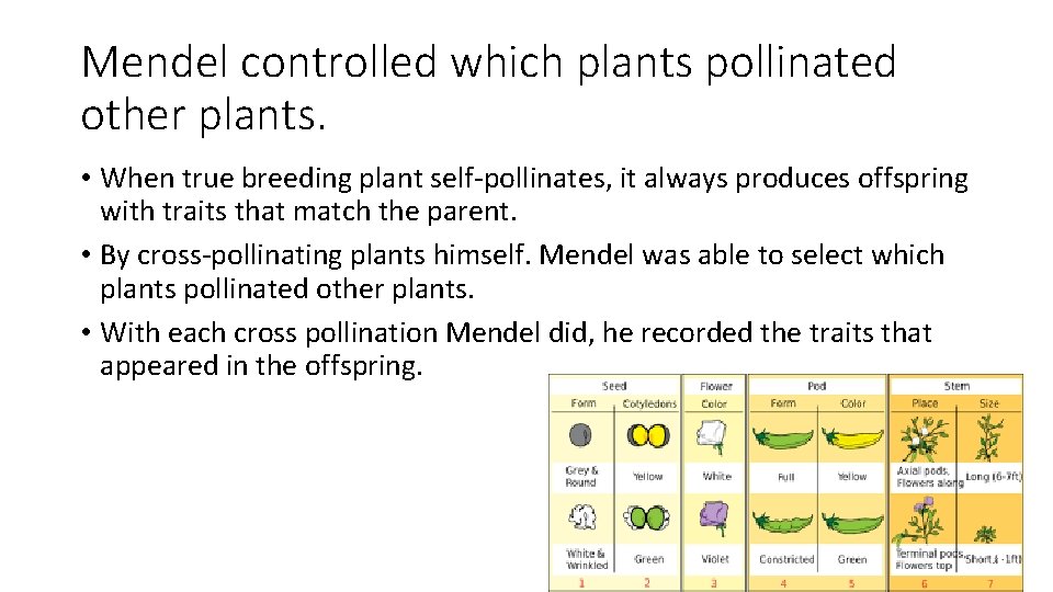 Mendel controlled which plants pollinated other plants. • When true breeding plant self-pollinates, it