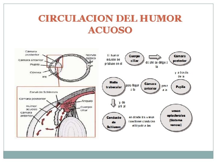 CIRCULACION DEL HUMOR ACUOSO 