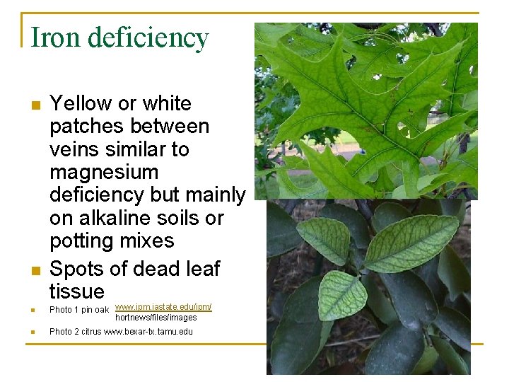Iron deficiency n n Yellow or white patches between veins similar to magnesium deficiency