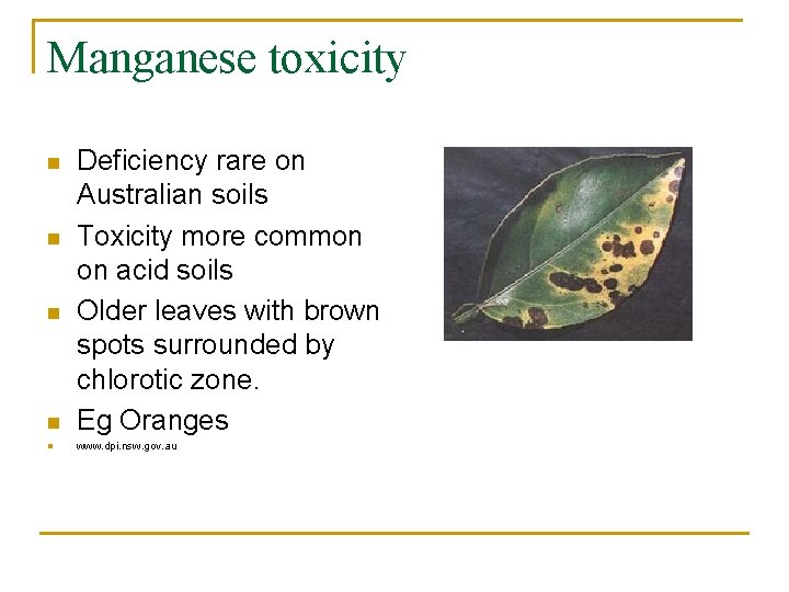 Manganese toxicity n Deficiency rare on Australian soils Toxicity more common on acid soils