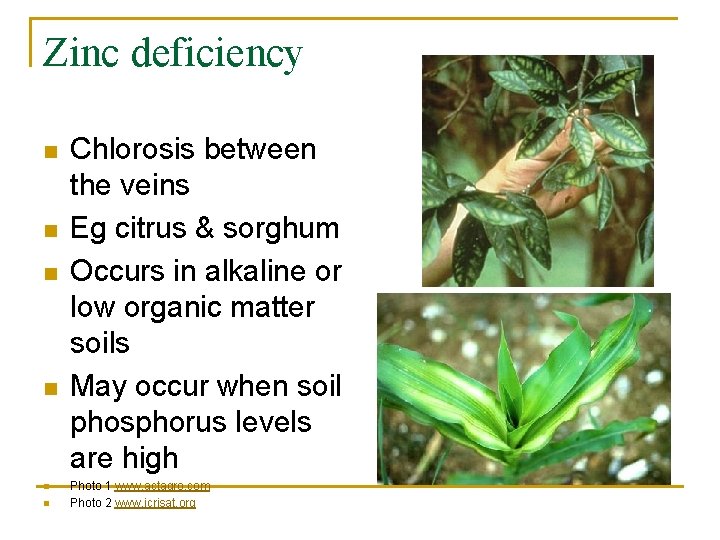 Zinc deficiency n n n Chlorosis between the veins Eg citrus & sorghum Occurs