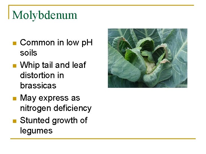 Molybdenum n n Common in low p. H soils Whip tail and leaf distortion
