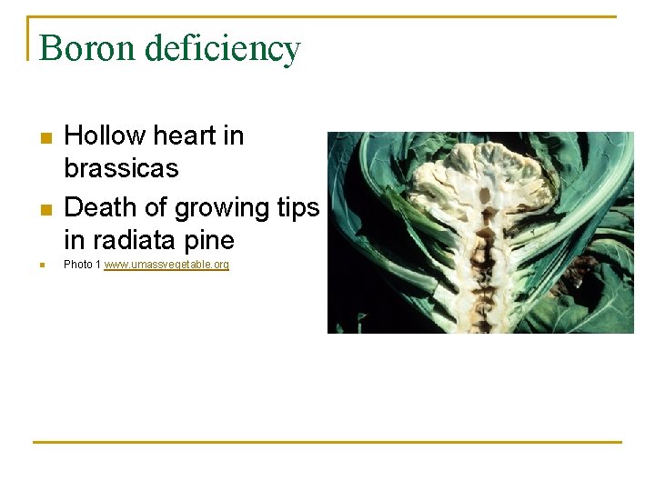 Boron deficiency n n n Hollow heart in brassicas Death of growing tips in