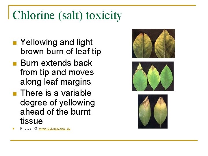 Chlorine (salt) toxicity n n Yellowing and light brown burn of leaf tip Burn