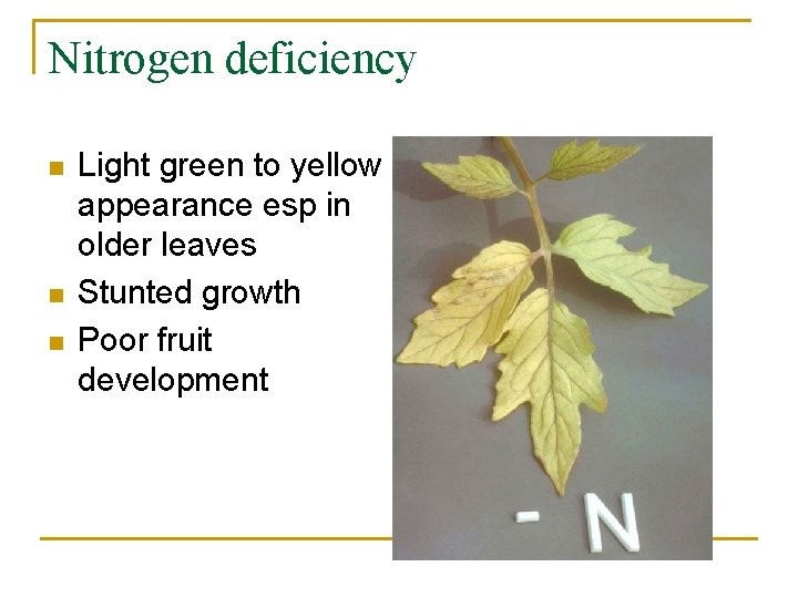 Nitrogen deficiency n n n Light green to yellow appearance esp in older leaves