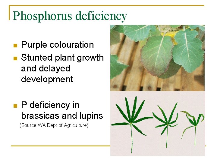 Phosphorus deficiency n n n Purple colouration Stunted plant growth and delayed development P