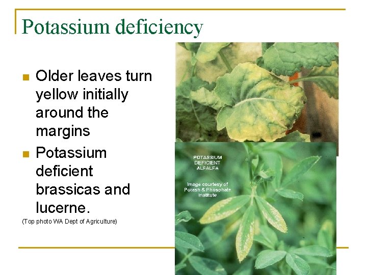 Potassium deficiency n n Older leaves turn yellow initially around the margins Potassium deficient