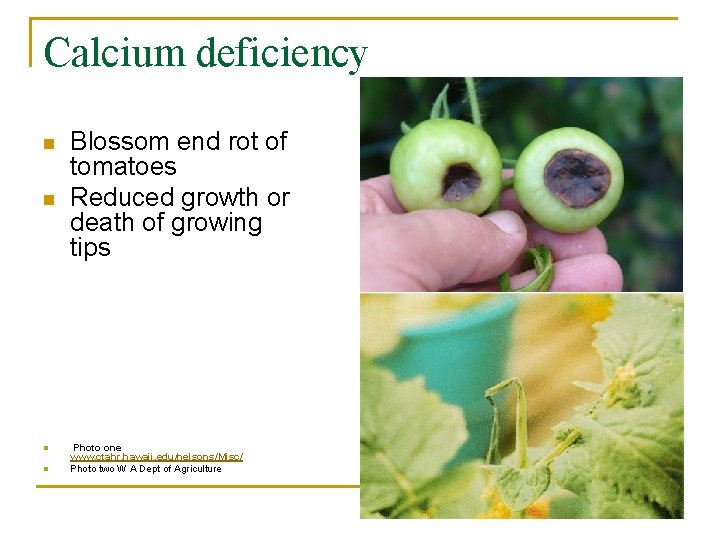 Calcium deficiency n n Blossom end rot of tomatoes Reduced growth or death of