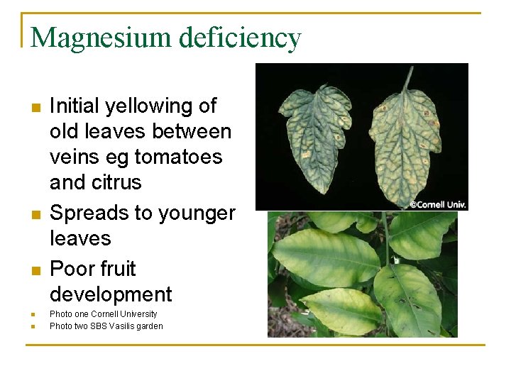 Magnesium deficiency n n n Initial yellowing of old leaves between veins eg tomatoes