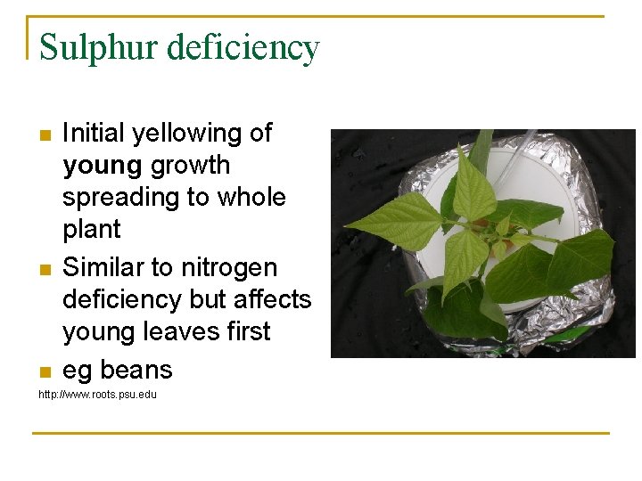 Sulphur deficiency n n n Initial yellowing of young growth spreading to whole plant