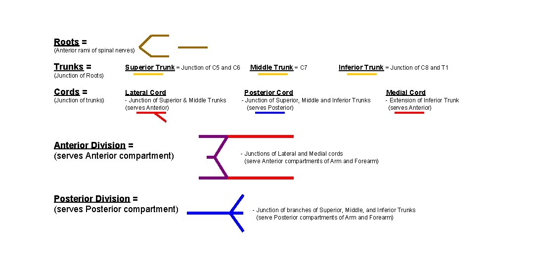 Roots = (Anterior rami of spinal nerves) Trunks = Superior Trunk = Junction of