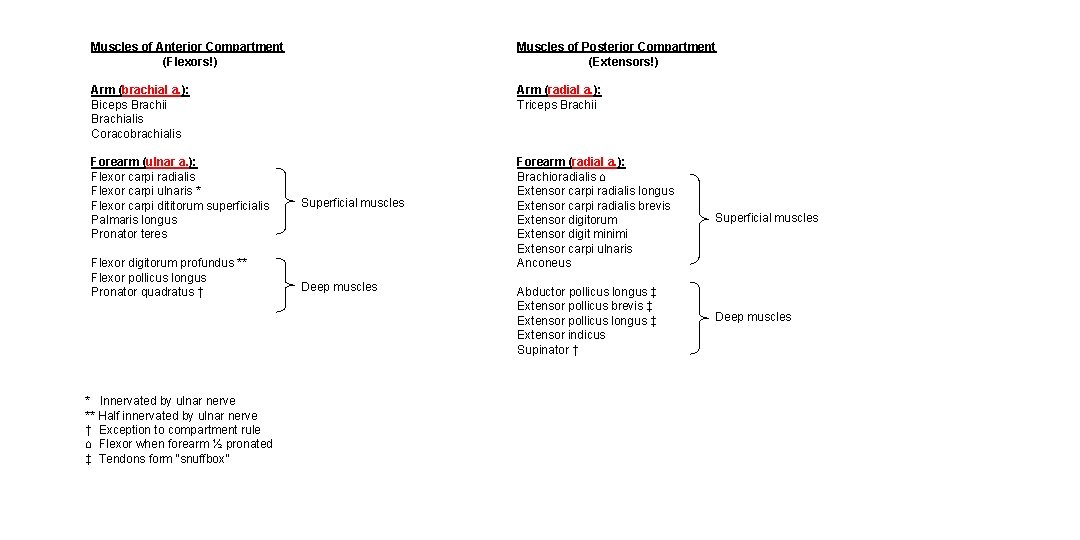 Muscles of Anterior Compartment (Flexors!) Muscles of Posterior Compartment (Extensors!) Arm (brachial a. ):