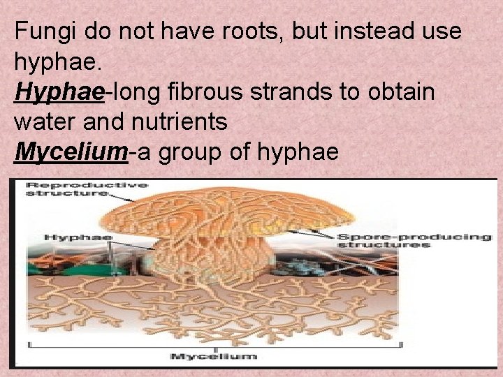 Fungi do not have roots, but instead use hyphae. Hyphae-long fibrous strands to obtain