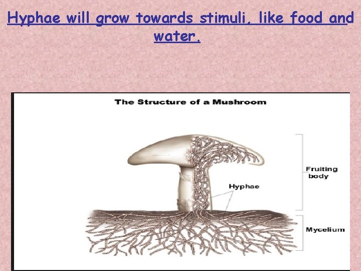 Hyphae will grow towards stimuli, like food and water. 