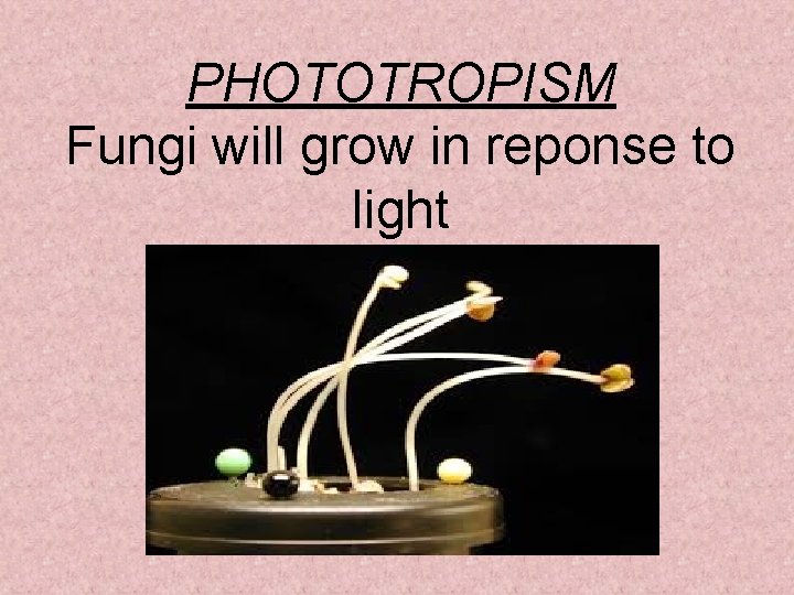 PHOTOTROPISM Fungi will grow in reponse to light 