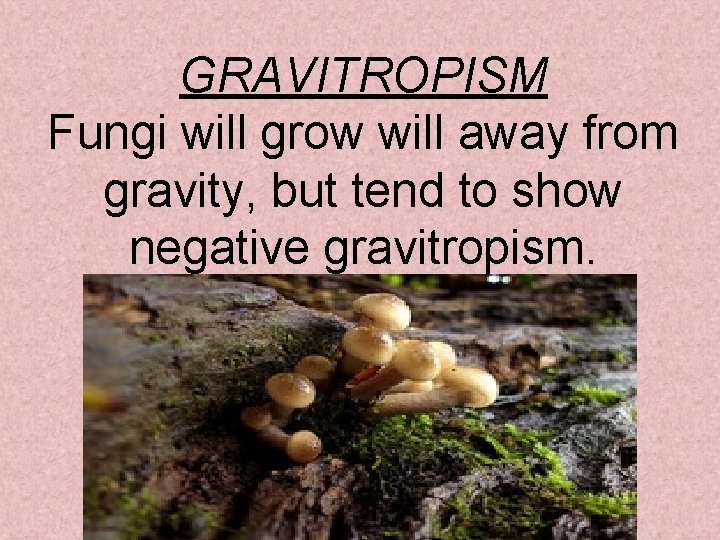 GRAVITROPISM Fungi will grow will away from gravity, but tend to show negative gravitropism.