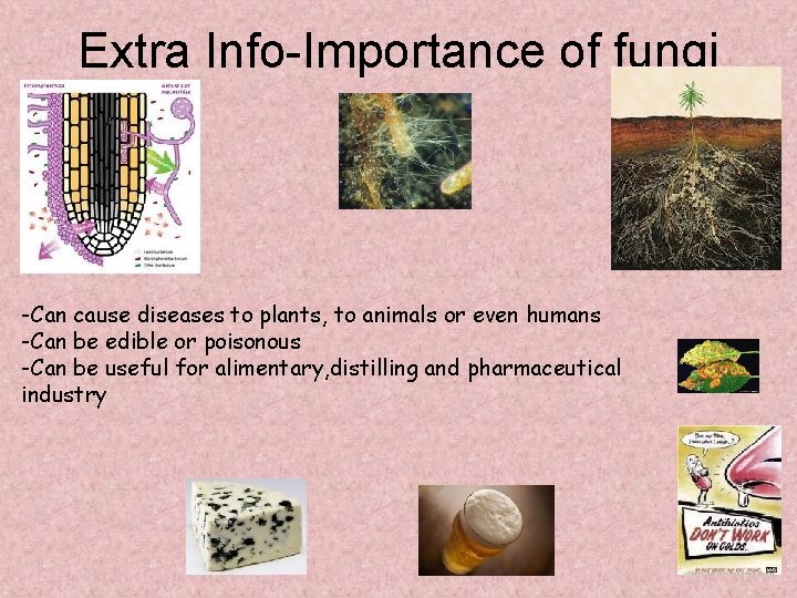 Extra Info-Importance of fungi -Can cause diseases to plants, to animals or even humans