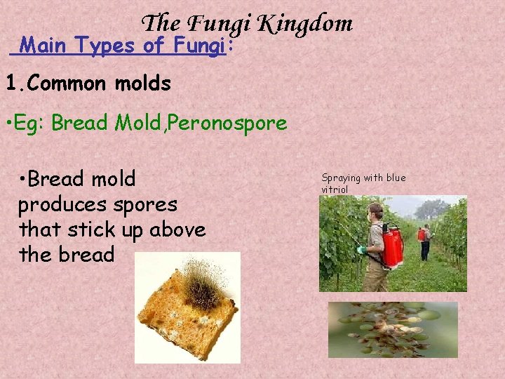 The Fungi Kingdom Main Types of Fungi: 1. Common molds • Eg: Bread Mold,