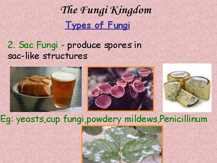 The Fungi Kingdom Types of Fungi 2. Sac Fungi - produce spores in sac-like