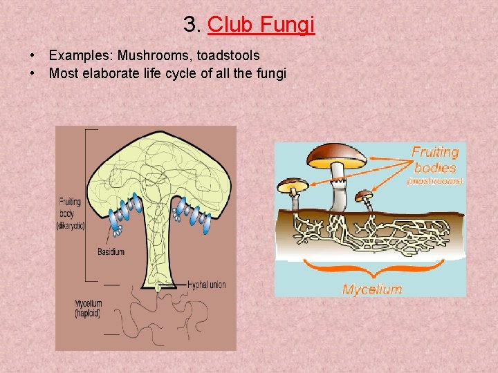 3. Club Fungi • Examples: Mushrooms, toadstools • Most elaborate life cycle of all