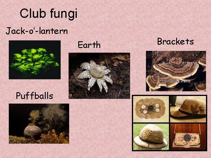 Club fungi Jack-o’-lantern Earth stars Puffballs Brackets 