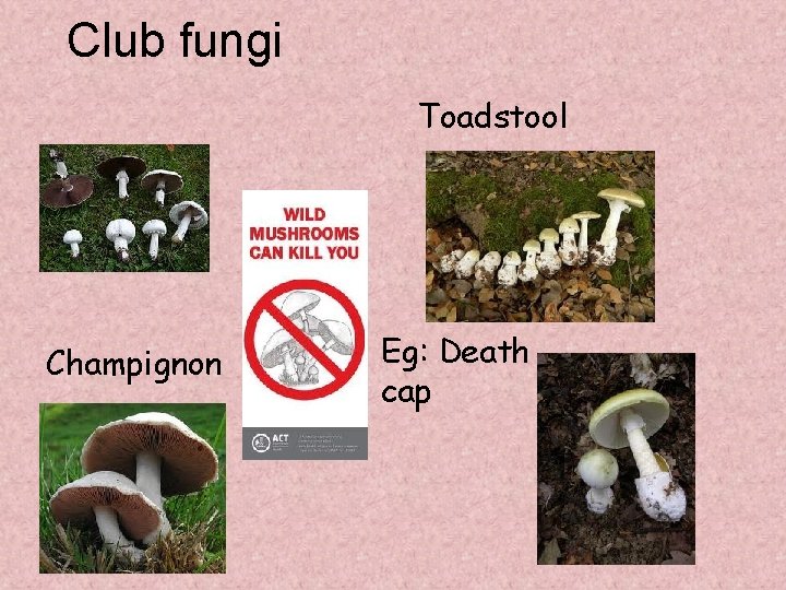 Club fungi Toadstool Champignon Eg: Death cap 