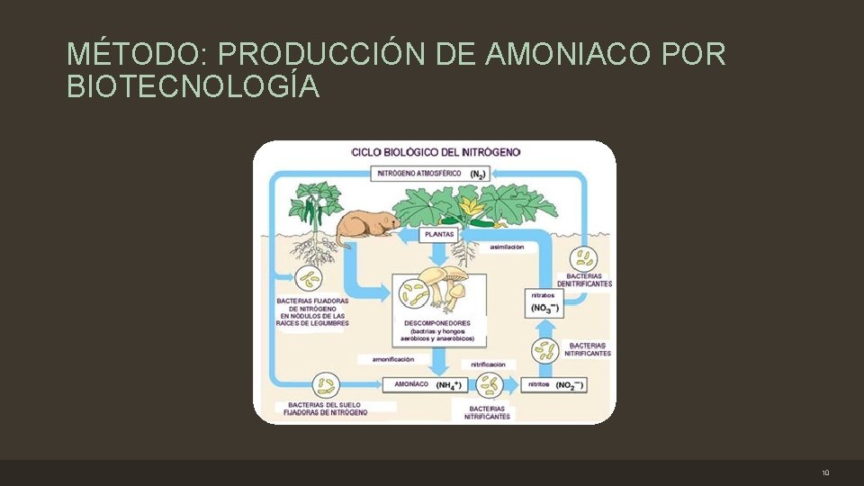 MÉTODO: PRODUCCIÓN DE AMONIACO POR BIOTECNOLOGÍA 10 