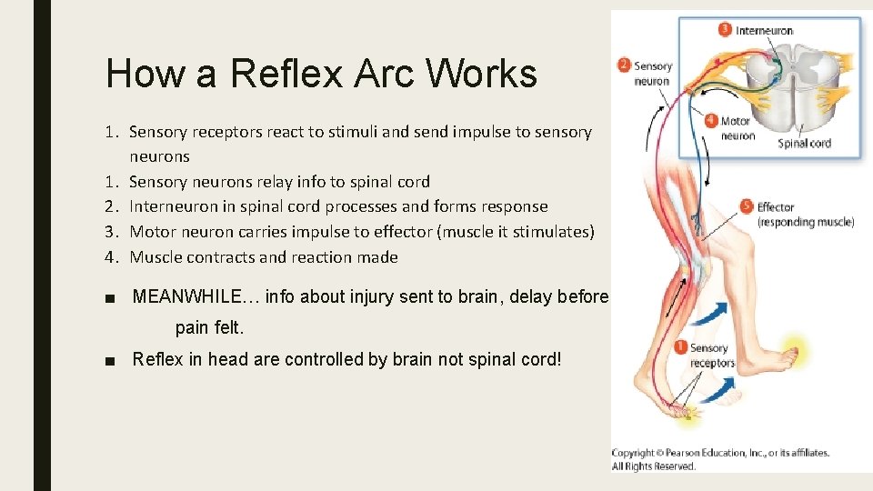 How a Reflex Arc Works 1. Sensory receptors react to stimuli and send impulse