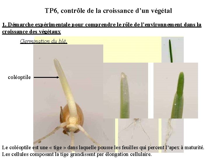 TP 6, contrôle de la croissance d’un végétal 1. Démarche expérimentale pour comprendre le