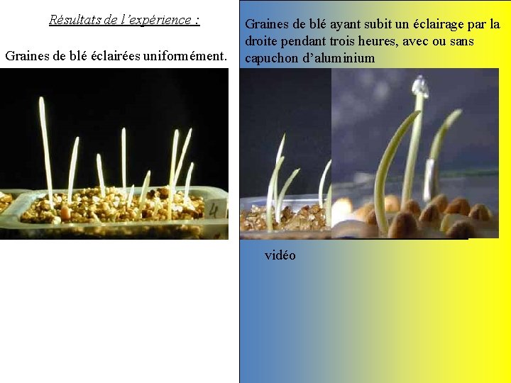 Résultats de l’expérience : Graines de blé éclairées uniformément. Graines de blé ayant subit