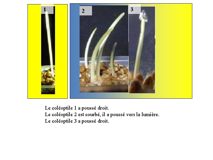 1 2 3 Le coléoptile 1 a poussé droit. Le coléoptile 2 est courbé,