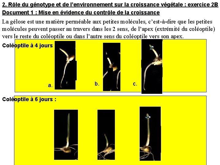 2. Rôle du génotype et de l’environnement sur la croissance végétale : exercice 2
