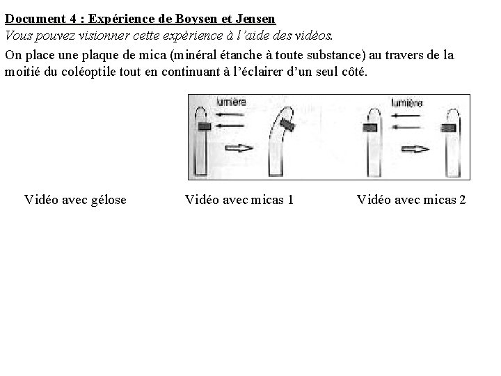 Document 4 : Expérience de Boysen et Jensen Vous pouvez visionner cette expérience à