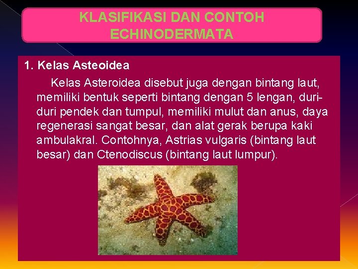 KLASIFIKASI DAN CONTOH ECHINODERMATA 1. Kelas Asteoidea Kelas Asteroidea disebut juga dengan bintang laut,