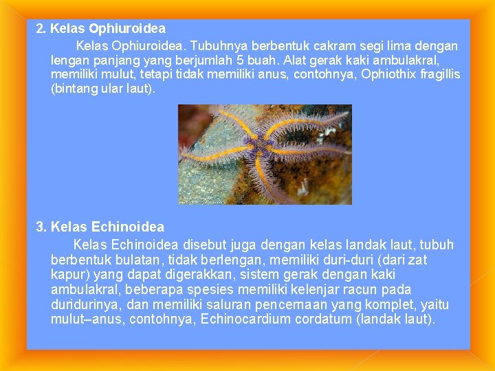 2. Kelas Ophiuroidea. Tubuhnya berbentuk cakram segi lima dengan lengan panjang yang berjumlah 5